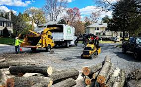 Trusted Cherry Hills Village, CO Tree Services Experts