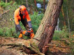 Lawn Watering Services in Cherry Hills Village, CO