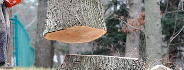 Best Commercial Tree Services  in Cherry Hills Village, CO
